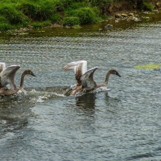 Swan_0018