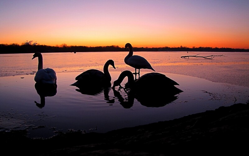 Swan 0035