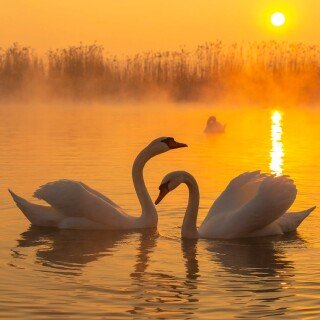 Swan_0050