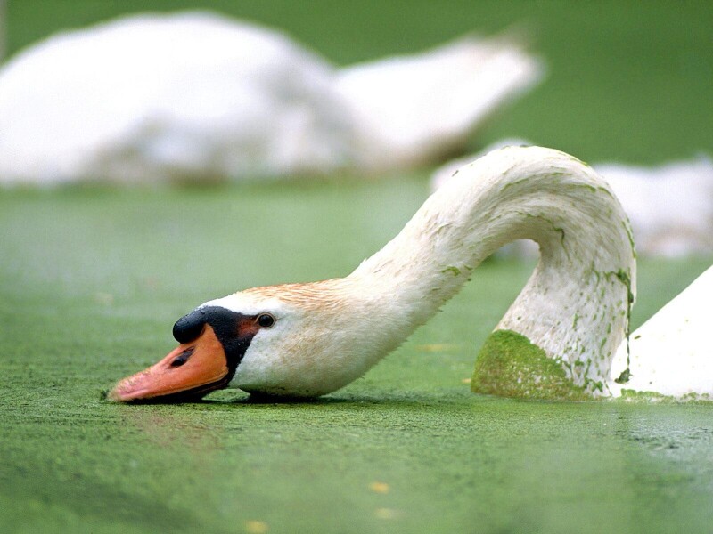 Swan 0062