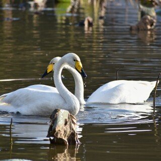 Swan_0063