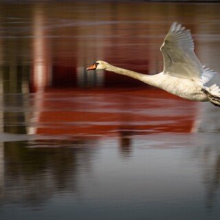Swan_0065