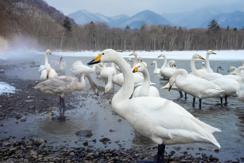 Swan 0066