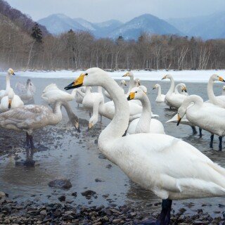 Swan_0066