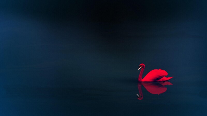 Swan 0073