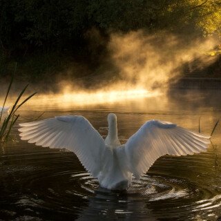 Swan_0075