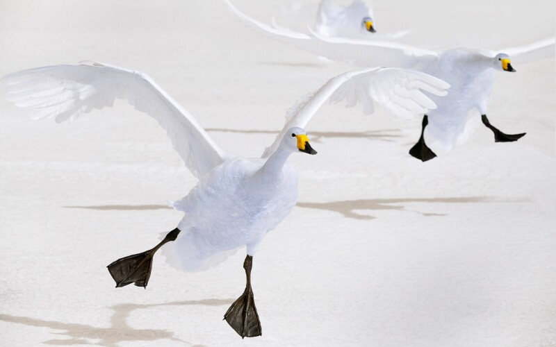 Swan 0080