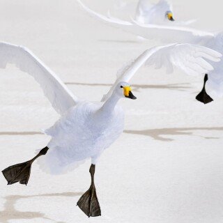 Swan_0080
