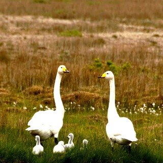 Swan_0086
