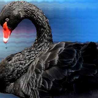 Swan_0108