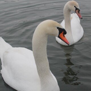 Swan_0111