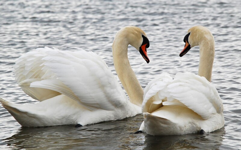 Swan 0113