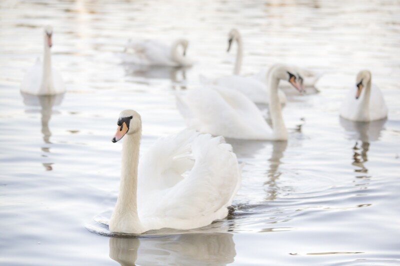 Swan 0127