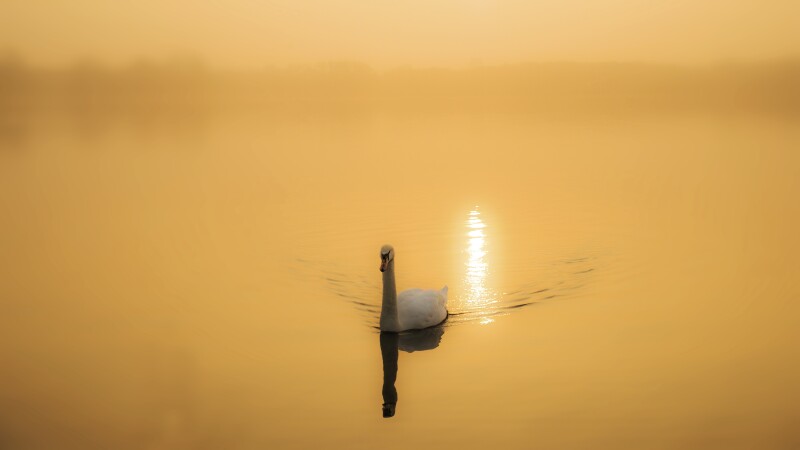 Swan 0139