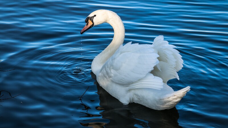 Swan 0144