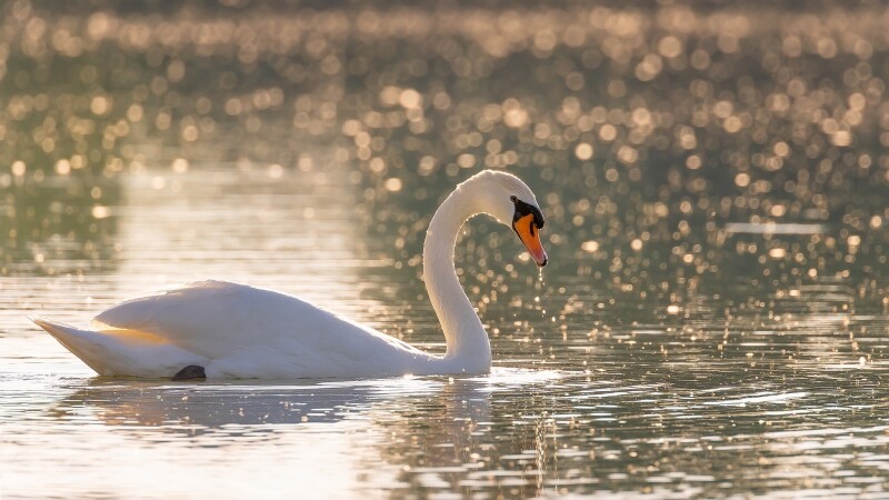 Swan 0148