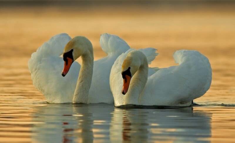 Swan 0149