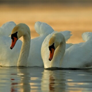 Swan_0149