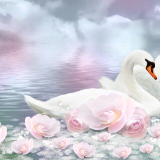 Swan_0171