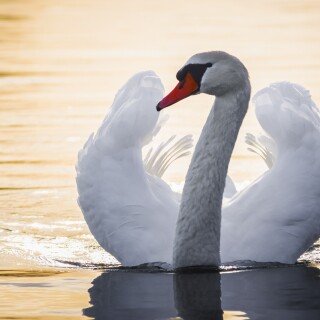 Swan_0173