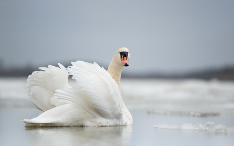 Swan 0177