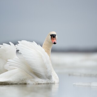 Swan_0177
