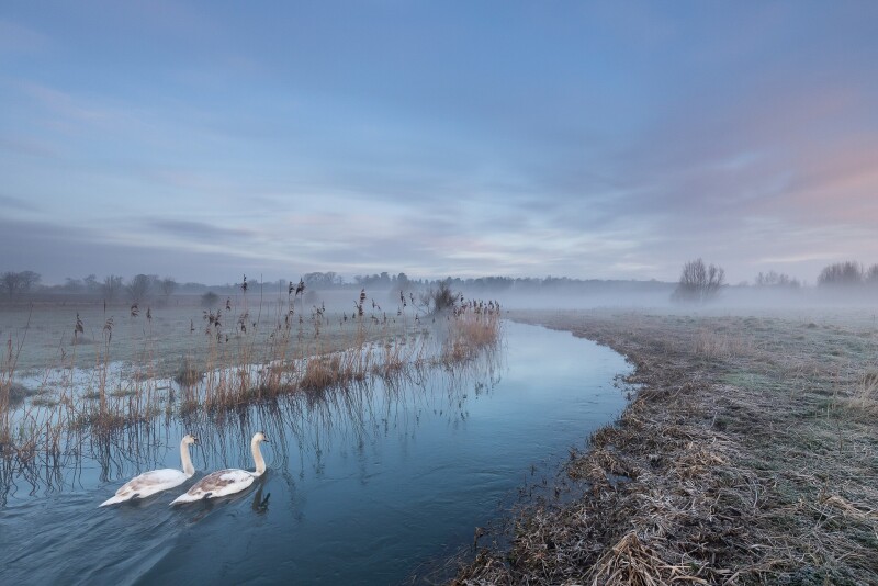 Swan 0185