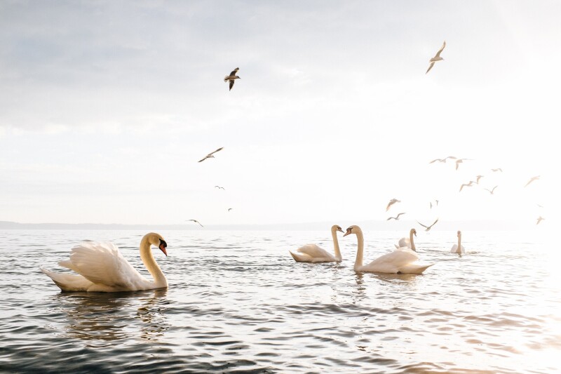 Swan 0212