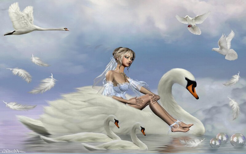 Swan 0213