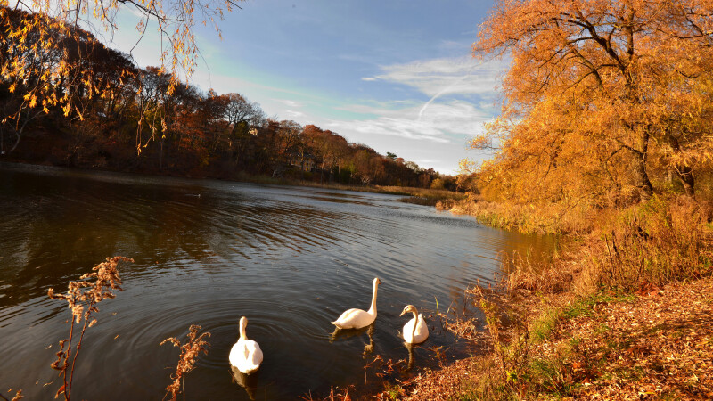 Swan 0218