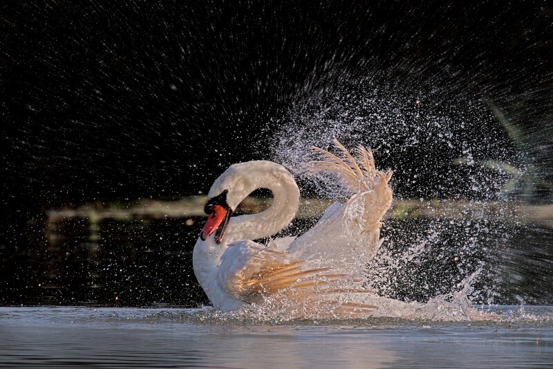 Swan 0236