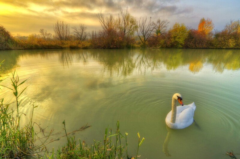 Swan 0260