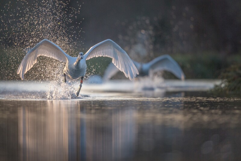 Swan 0274