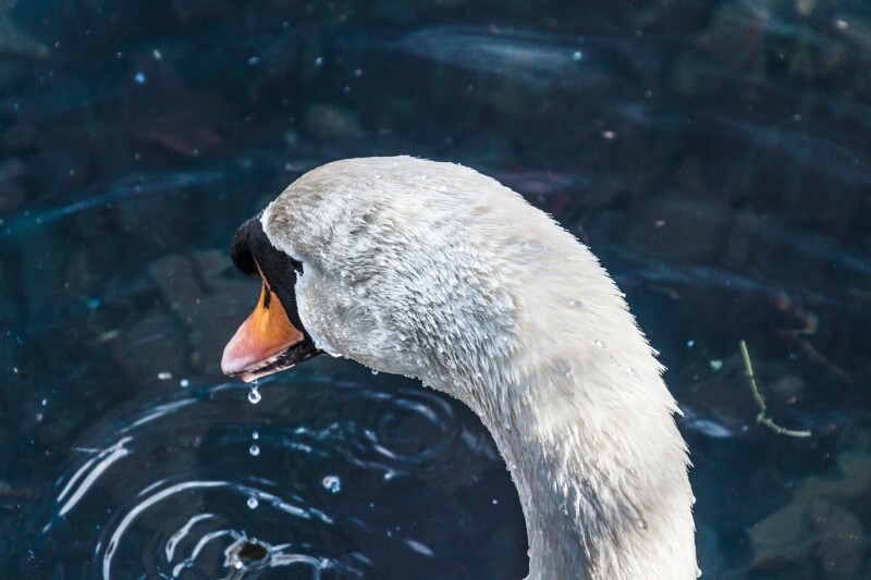 Swan 0307