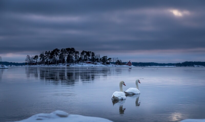 Swan 0315