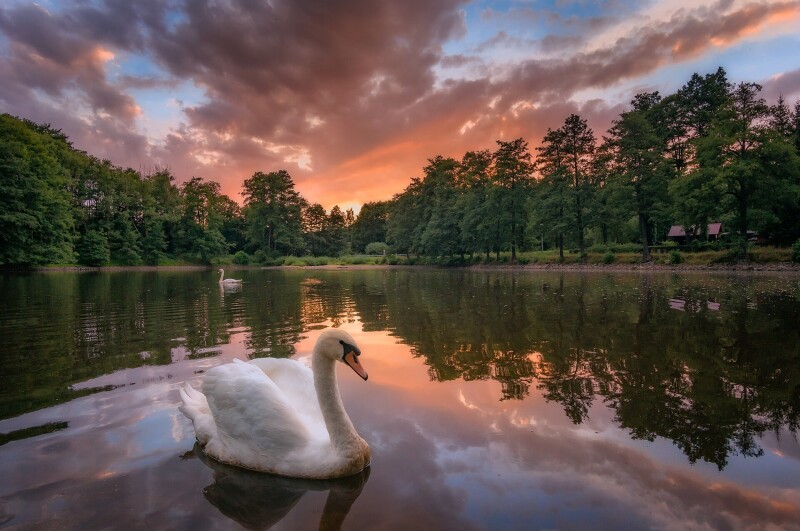Swan 0321