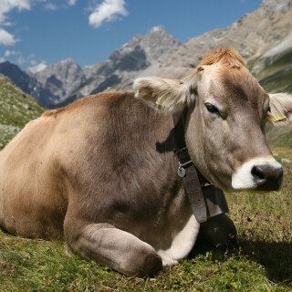 Cow_0003