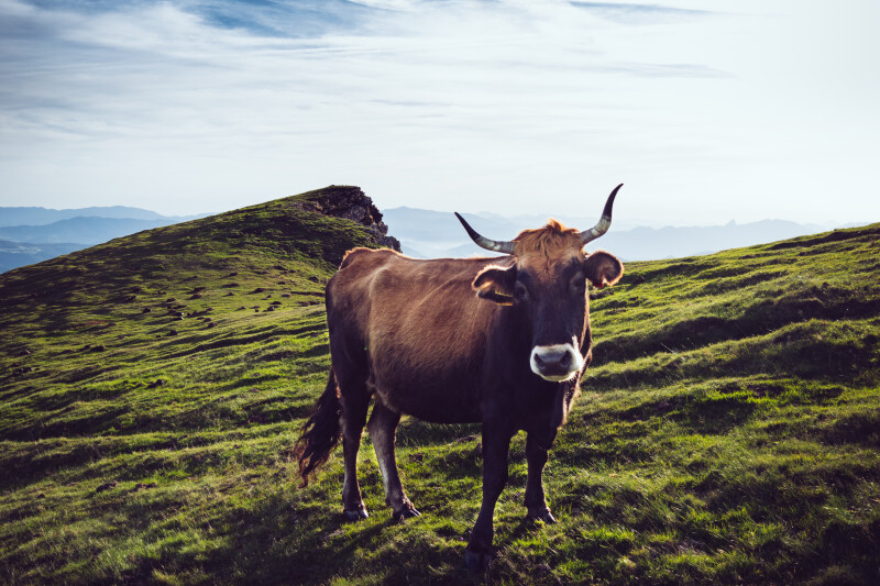 Cow_0008.jpg