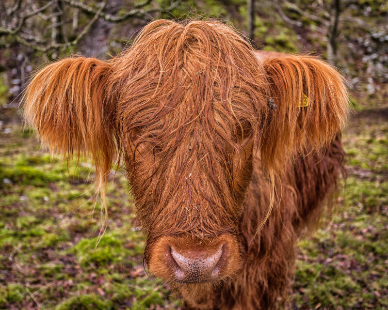 Cow_0020.jpg