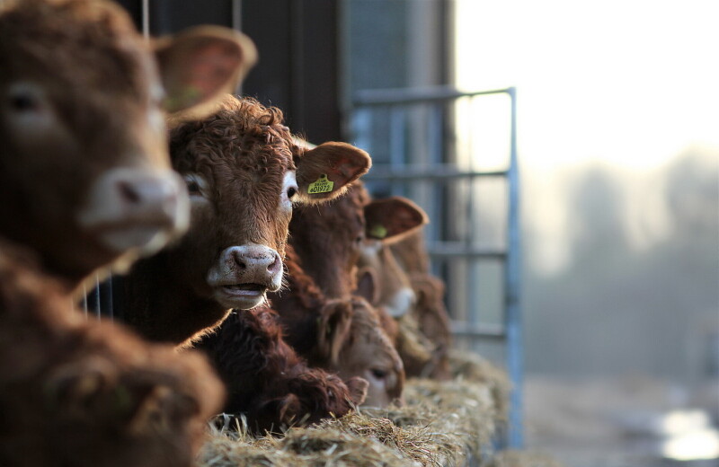 Cow_0023.jpg