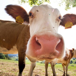 Cow_0026