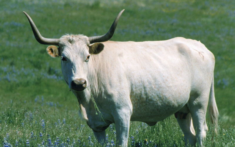 Cow_0027.jpg
