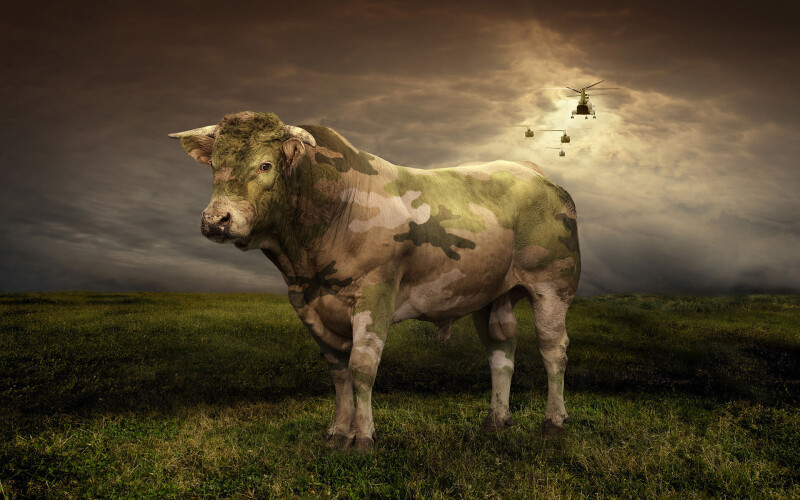 Cow_0035.jpg