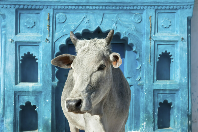 Cow_0055.jpg