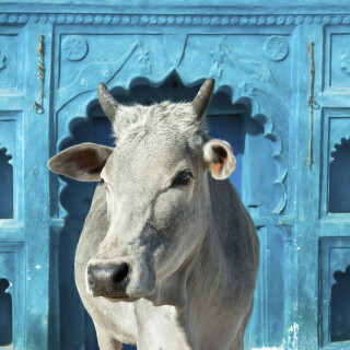 Cow_0055
