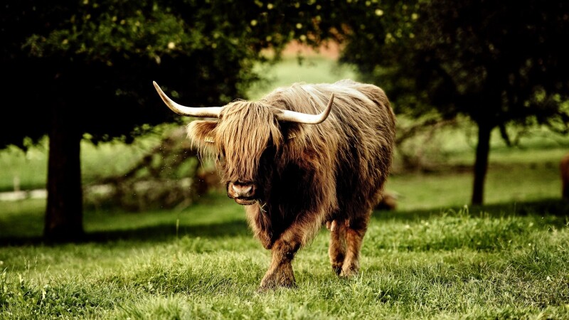 Cow_0056.jpg