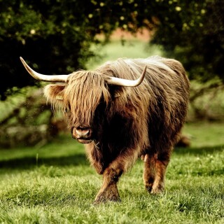 Cow_0056