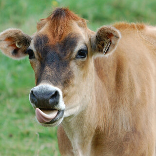 Cow_0058