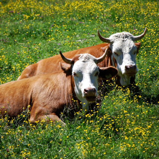 Cow_0060