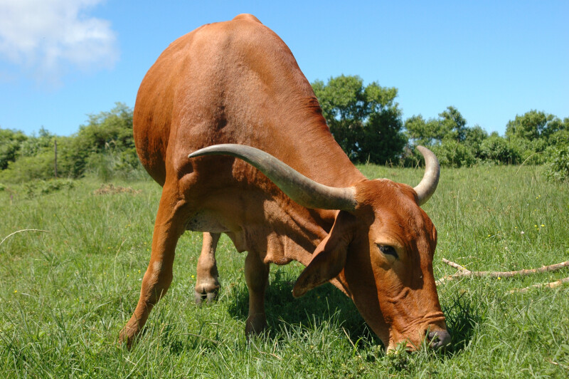 Cow_0063.jpg